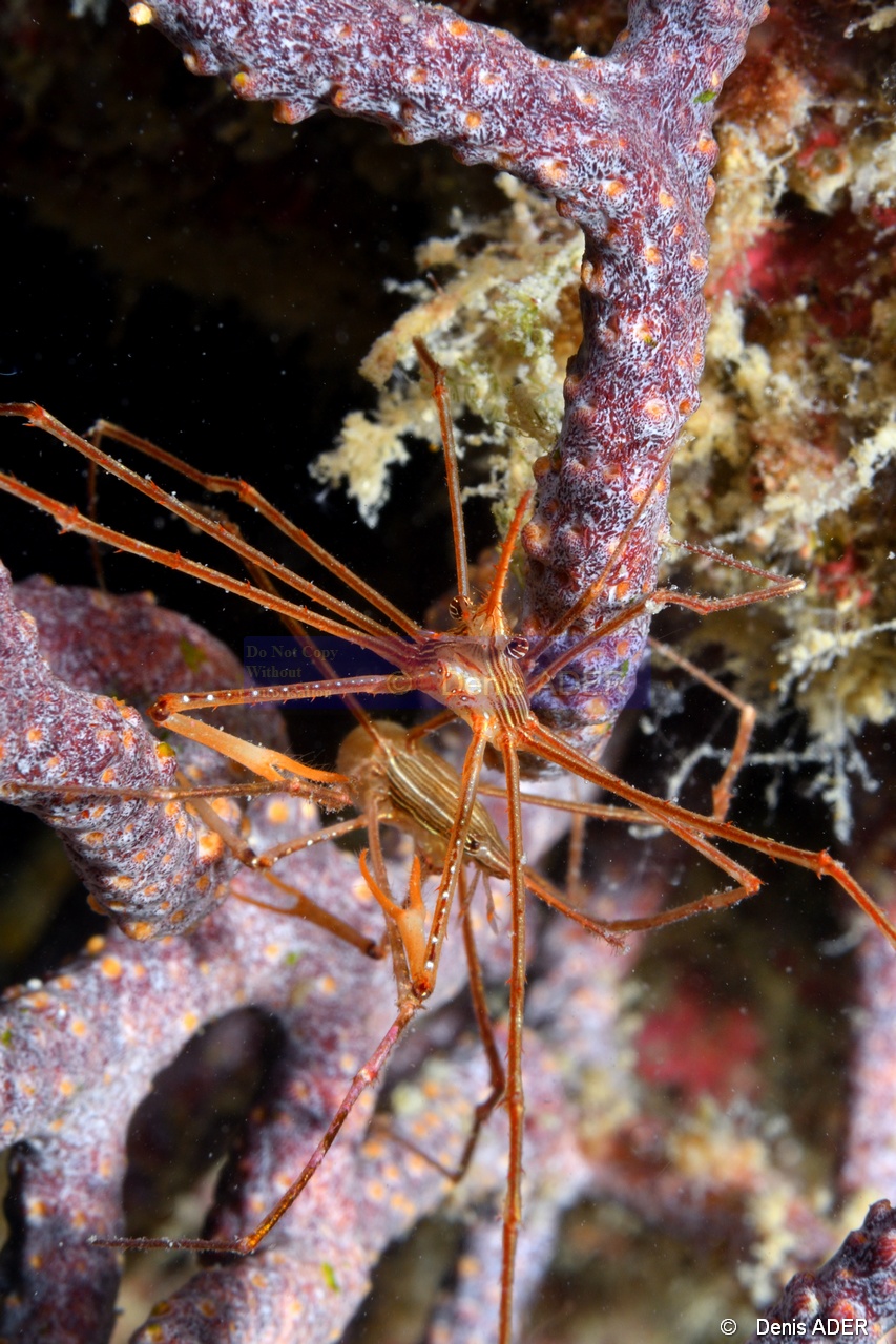 Stenorhynchus debilis Araignee de Panama-La Paz San Rafaelito-7m-20181030nuit-Denis-ADER-DSC_1416_tn.jpg
